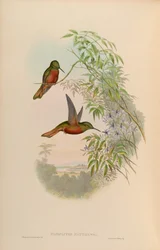 Panoplites matthewsii = Boissonneaua matthewsii